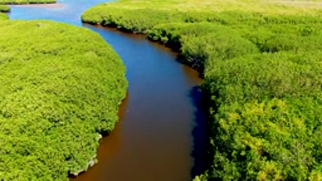 SAN CARLOS BCS MEXICO-2022: Winding River Through Lush Mangrove Forest