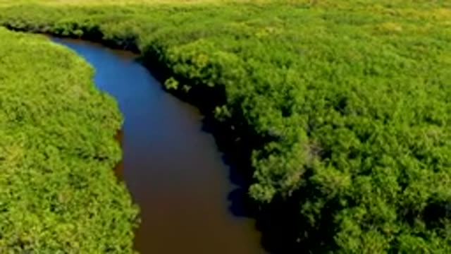 SAN CARLOS BCS MEXICO-2022: Winding River Through Dense Lush Forest