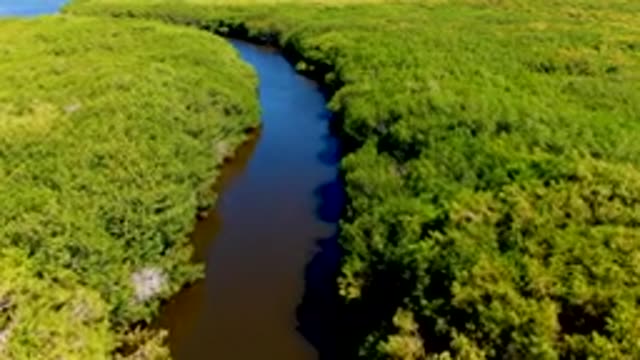 SAN CARLOS BCS MEXICO-2022: Winding River Through Dense Green Forest