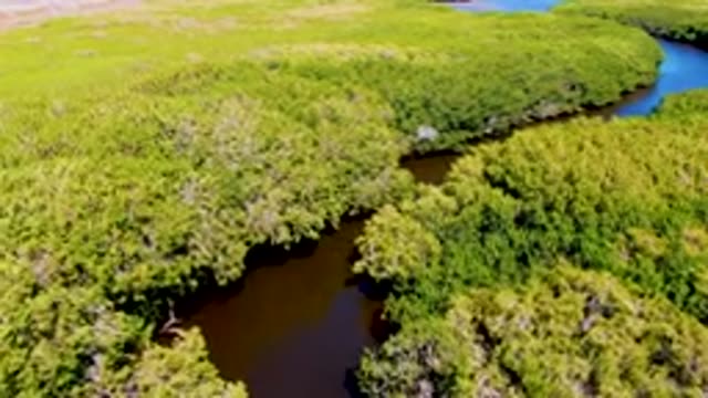 SAN CARLOS BCS MEXICO-2022: River Meandering Through Dense Green Forest