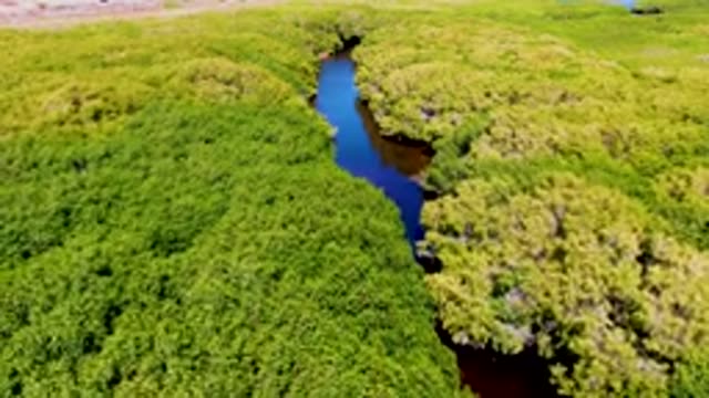 SAN CARLOS BCS MEXICO-2022: River Winding Through Dense Green Forest