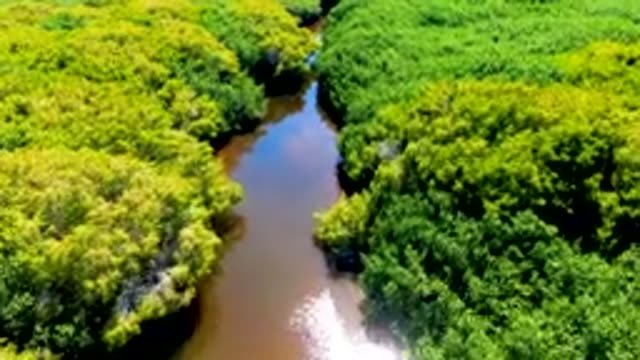SAN CARLOS BCS MEXICO-2022: Winding River Through Lush Forest Canopy