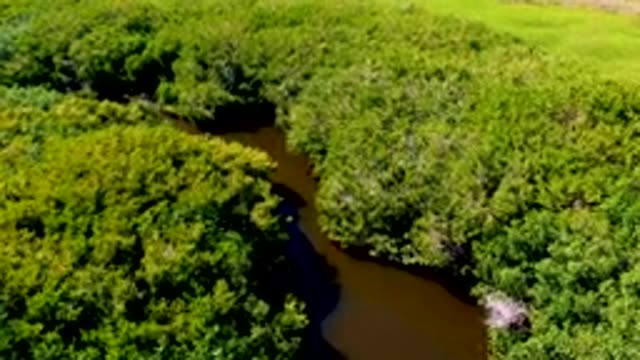 SAN CARLOS BCS MEXICO-2022: Winding River Through Lush Forest Canopy