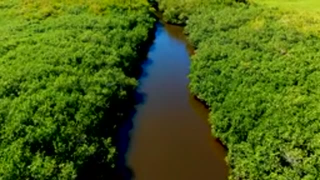 SAN CARLOS BCS MEXICO-2022: Narrow River Winding Through Dense Forest