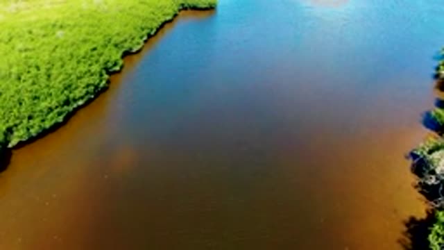 SAN CARLOS BCS MEXICO-2022: Mangrove Forests at a River Confluence