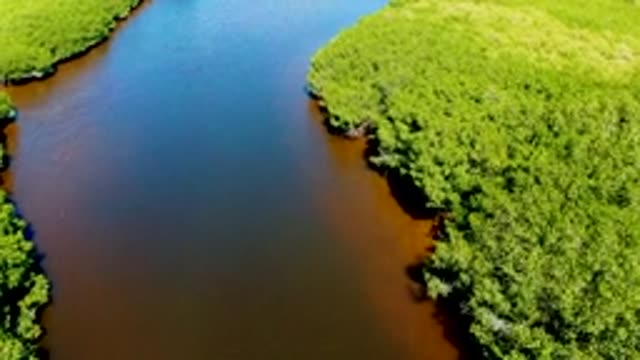 SAN CARLOS BCS MEXICO-2022: River Winding Through Dense Green Forest