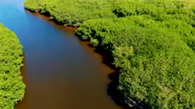 SAN CARLOS BCS MEXICO-2022: Mangrove Forest River Flowing Through Dense Greenery
