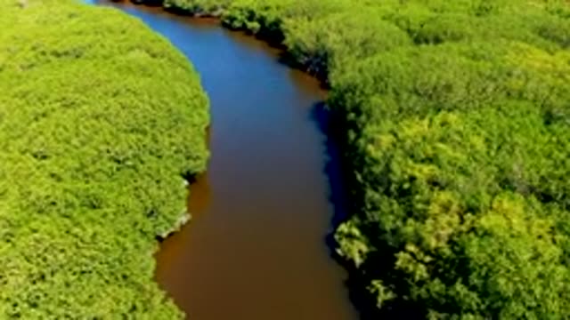 SAN CARLOS BCS MEXICO-2022: Winding River Through Dense Forest Canopy