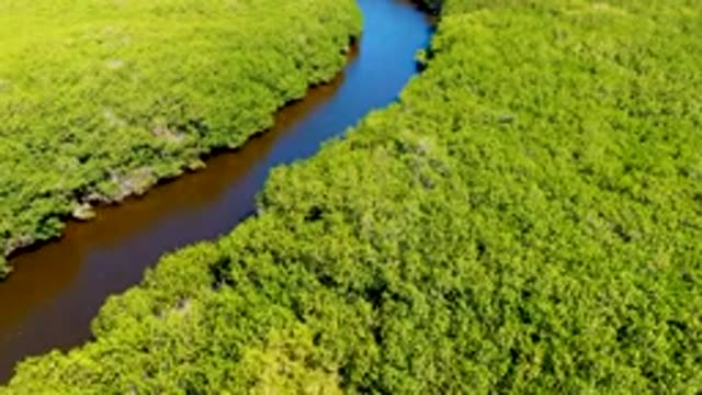 SAN CARLOS BCS MEXICO-2022: Winding River Through Dense Green Forest