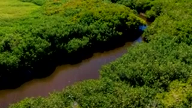 SAN CARLOS BCS MEXICO-2022: River Winding Through Dense Forest Canopy