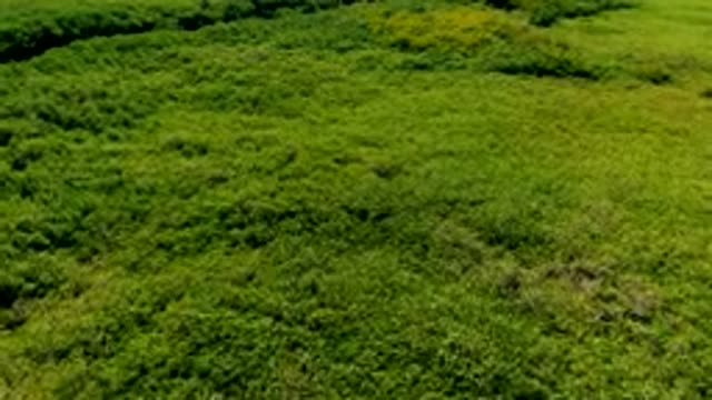 SAN CARLOS BCS MEXICO-2022: Dense Forest and Winding River From Above