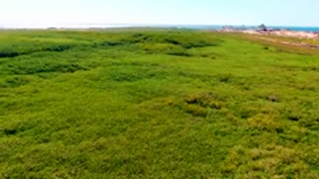 SAN CARLOS BCS MEXICO-2022: Lush Coastal Wetland with Distant Ocean and Structures