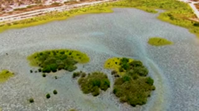 SAN CARLOS BCS MEXICO-2022: Shallow Water Marsh Vegetation Gradually Disappearing