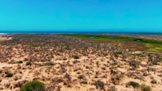 SAN CARLOS BCS MEXICO-2022: Cacti and Sparse Vegetation in Desert Landscape