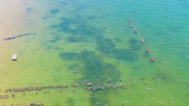 SAN CARLOS BCS MEXICO-2022: Swimmers Dispersing in Shallow Coastal Water