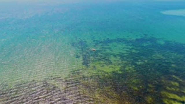 SAN CARLOS BCS MEXICO-2022: Clear Shallow Water with Underwater Vegetation