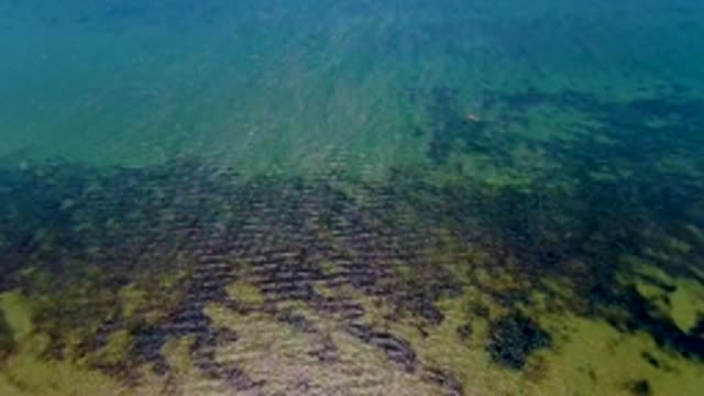 SAN CARLOS BCS MEXICO-2022: Underwater Seabed with Gentle Seaweed Movement