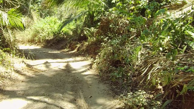SAN PANCHO NAYARIT MEXICO-2022: Dirt Path Through Dense Tropical Greenery with Dog Running