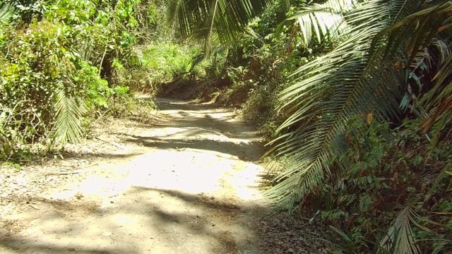 SAN PANCHO NAYARIT MEXICO-2022: Dirt Path Through Lush Tropical Forest