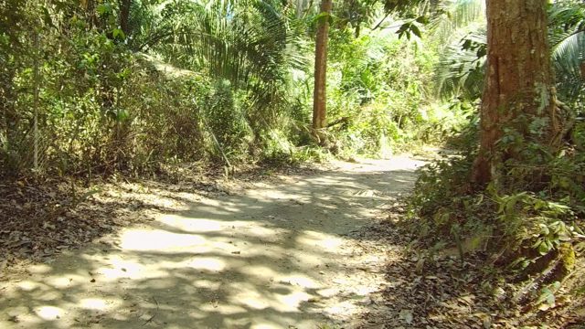 SAN PANCHO NAYARIT MEXICO-2022: Dirt Path Winding Through Dense Forest Foliage