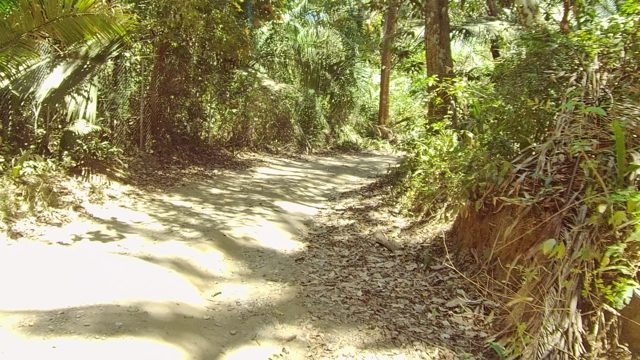 SAN PANCHO NAYARIT MEXICO-2022: Dirt Path Winding Through Dense Forest