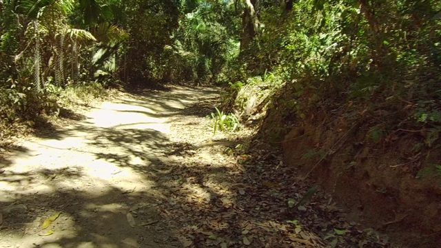 SAN PANCHO NAYARIT MEXICO-2022: Dirt Path Winding Through Dense Forest