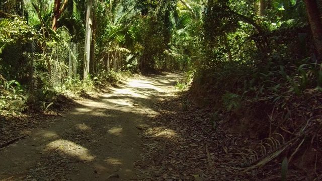 SAN PANCHO NAYARIT MEXICO-2022: Dirt Path Through Dense Forest with Chain-link Fence