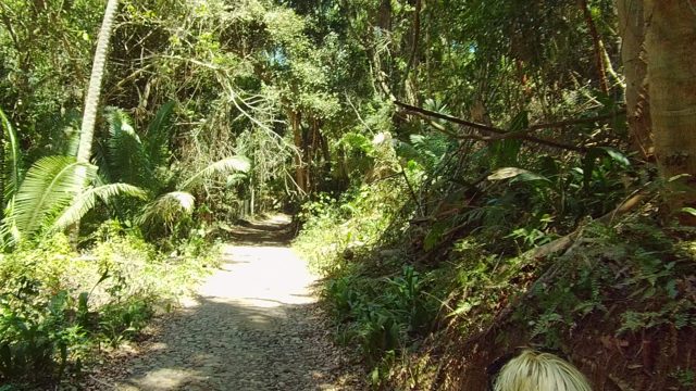 SAN PANCHO NAYARIT MEXICO-2022: Dappled Sunlight on Forest Trail