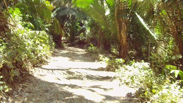 SAN PANCHO NAYARIT MEXICO-2022: Dirt Path Through Lush Tropical Forest