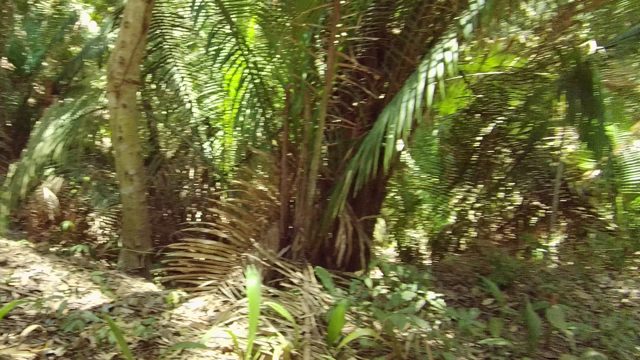 SAN PANCHO NAYARIT MEXICO-2022: Family Walking on a Forest Trail