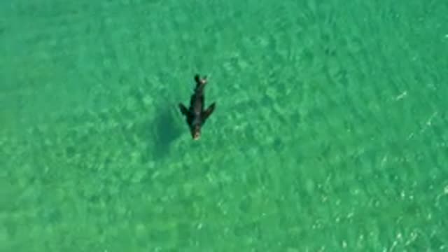 LOS FRAILES LOS CABOS BCS MEXICO-2022: Dolphin Swimming in Clear Turquoise Water