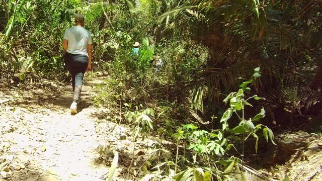 SAN PANCHO NAYARIT MEXICO-2022: A Person Walking Through a Dense Forest Trail