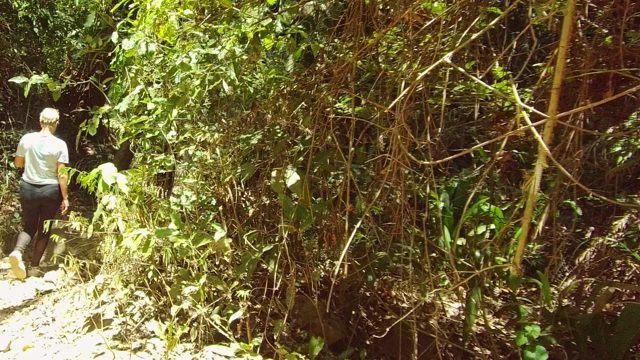 SAN PANCHO NAYARIT MEXICO-2022: Hiker Moving Through Dense Forest Path
