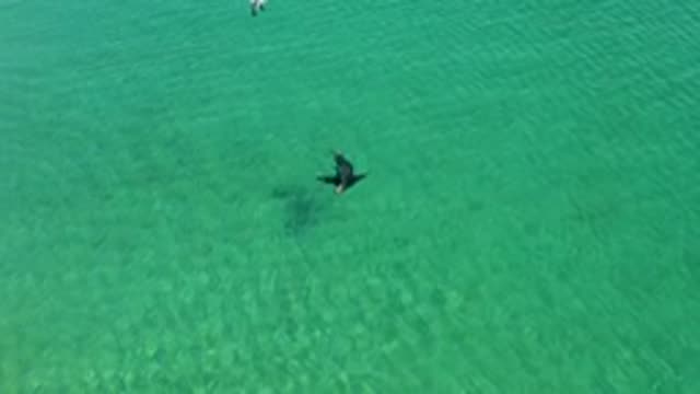 LOS FRAILES LOS CABOS BCS MEXICO-2022: Person Swimming in Clear Turquoise Water