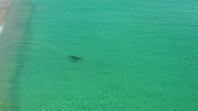 LOS FRAILES LOS CABOS BCS MEXICO-2022: Marine Animal Swimming in Clear Coastal Waters