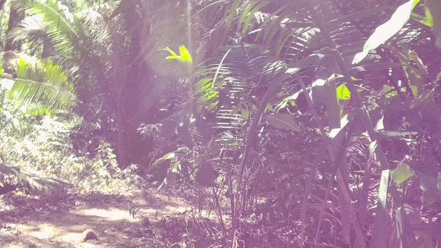 SAN PANCHO NAYARIT MEXICO-2022: Jungle Path Through Dense Tropical Foliage