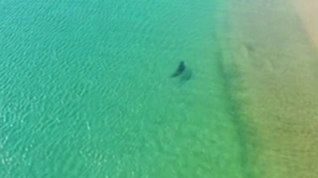 LOS FRAILES LOS CABOS BCS MEXICO-2022: Dolphin Swimming in Shallow Turquoise Coastal Waters