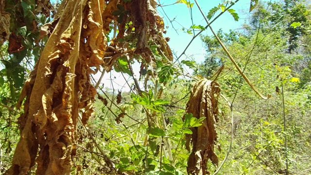 SAN PANCHO NAYARIT MEXICO-2022: Hiker Walking Through Dense Forest Path
