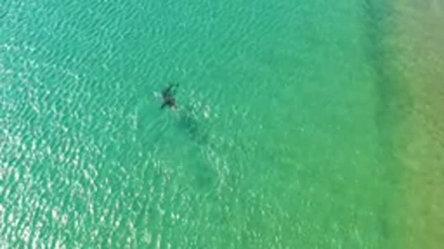 LOS FRAILES LOS CABOS BCS MEXICO-2022: Dolphin Gliding Through Shallow Turquoise Ocean Water