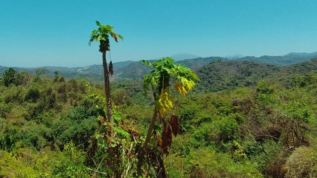 SAN PANCHO NAYARIT MEXICO-2022: Papaya Trees in Foreground, Ocean and Mountains Beyond