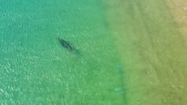 LOS FRAILES LOS CABOS BCS MEXICO-2022: Dolphin Gliding Through Clear Shallow Ocean Water