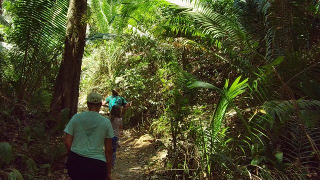 SAN PANCHO NAYARIT MEXICO-2022: People Hiking Through Dense Tropical Forest Path