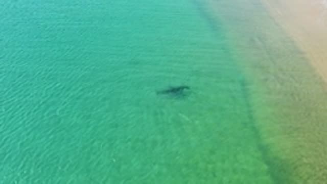 LOS FRAILES LOS CABOS BCS MEXICO-2022: Shark Swimming in Shallow Coastal Waters