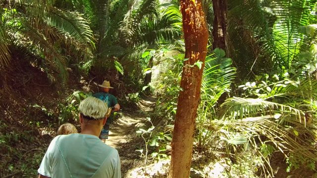 SAN PANCHO NAYARIT MEXICO-2022: Hikers Walking Through Dense Forest Trail