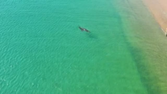 LOS FRAILES LOS CABOS BCS MEXICO-2022: Person Swimming in Clear Turquoise Ocean Water