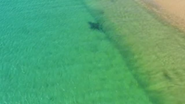 LOS FRAILES LOS CABOS BCS MEXICO-2022: Dolphin Swimming in Shallow Coastal Waters