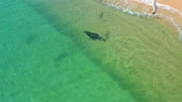 LOS FRAILES LOS CABOS BCS MEXICO-2022: Manta Ray Gliding Through Clear Shallow Ocean Water