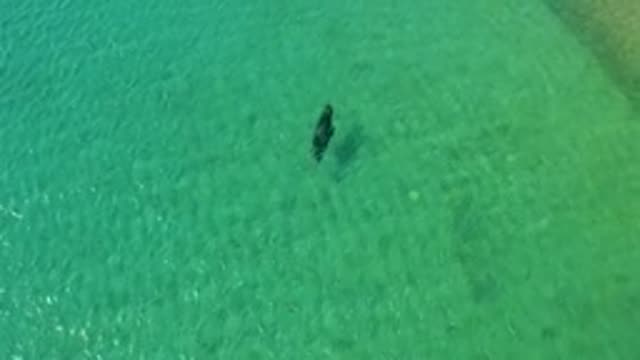 LOS FRAILES LOS CABOS BCS MEXICO-2022: Person Wading in Shallow Turquoise Water Toward Shore