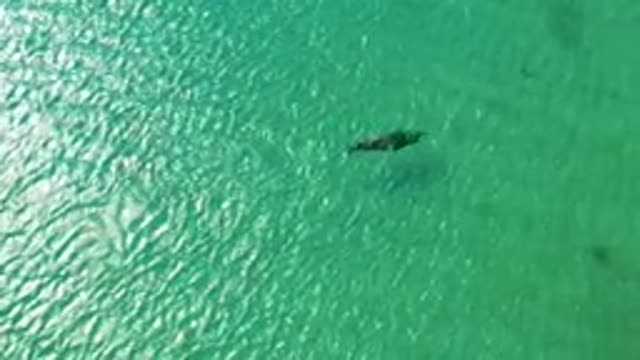 Dolphin Gliding Through Clear Turquoise Water
