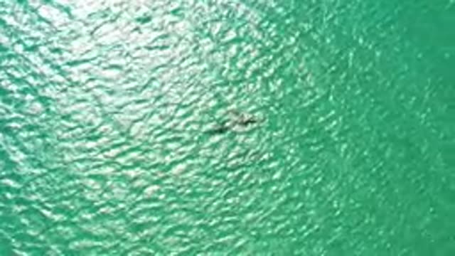 Whale Gliding Through Clear Turquoise Water